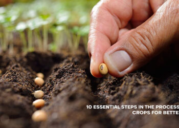 10 Essential Steps in the Processing of Crops for Better Yield