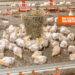 Why Flexible Poultry Housing is Key to Healthier Flocks and Higher Yields