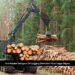 Logging Work And Your Legal Rights
