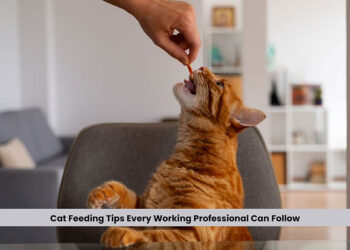 Cat Feeding Tips