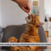 Cat Feeding Tips
