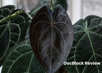 DocBlock Review 2025