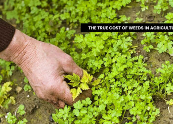 Weeds in Agriculture